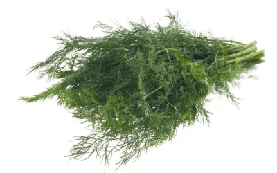 Graines et feuilles de Fenouil