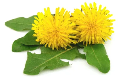Pissenlit, feuilles et fleurs