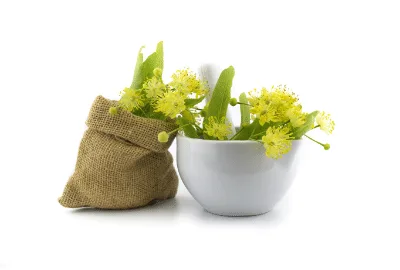 Fleurs et bractées de Tilleul