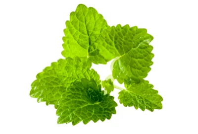 mélisse officinale