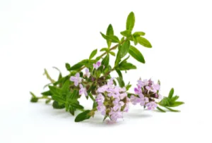 Bienfaits du thym vulgaire