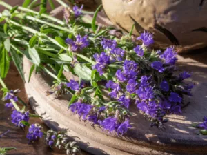 vertus médicinales de l'hysope