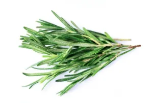 Brins de Romarin