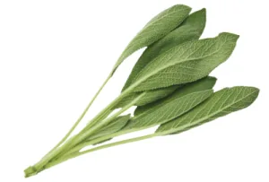 feuilles sauge officinale