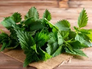 les bienfaits de l'ortie pour la prostate